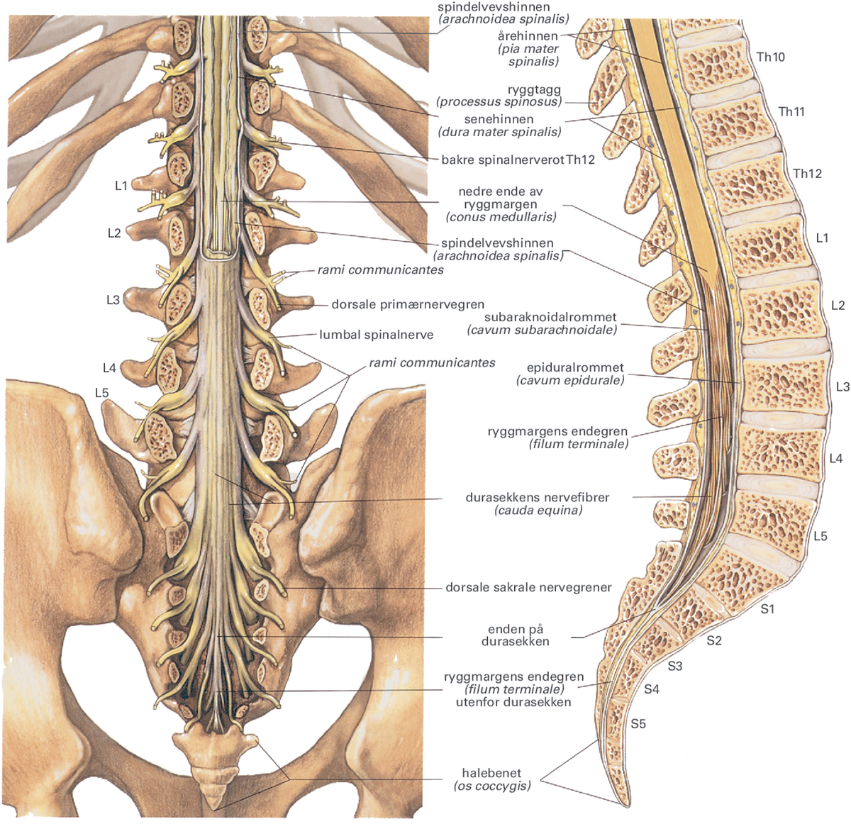 Ryggmargen.