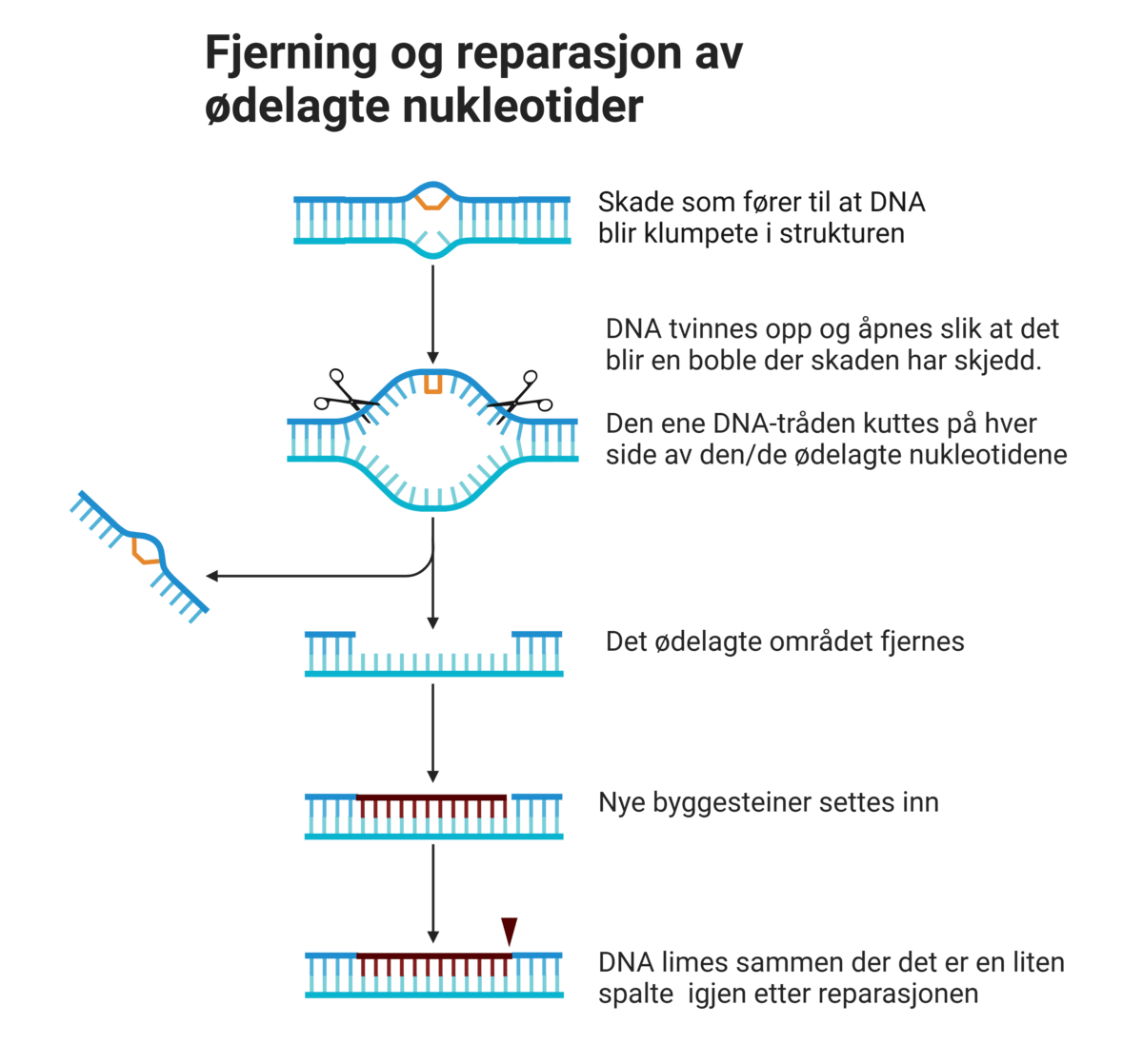 DNA-reparasjon: Fjerning og reparasjon av ødelagte nukleotider