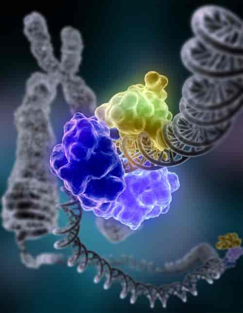 DNA-reparasjon av enzymet DNA ligase