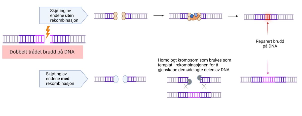 Reparasjon av dobbelt-trådet brudd på DNA