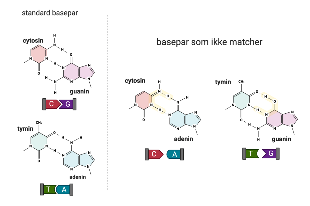 Baser i DNA som ikke matcher