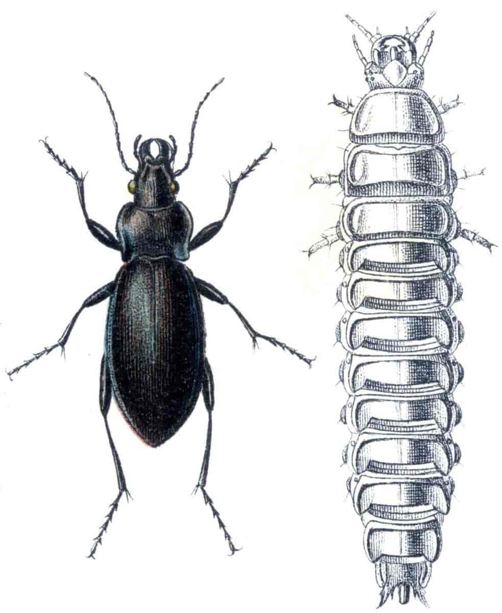 Carabus violaceus