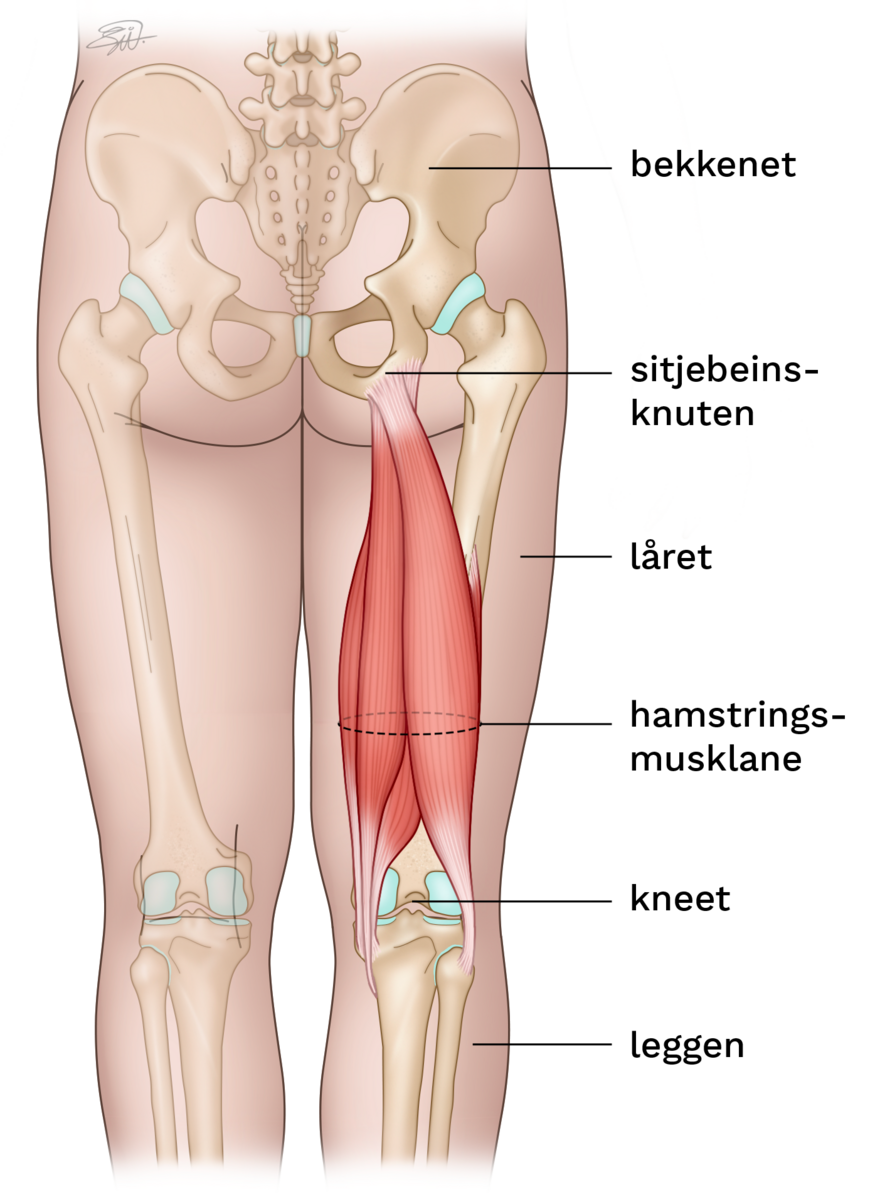 En tegning av en mann sett bakfra. Huden er gjennomsiktig så man kan se skjelettet og hamstringsmusklene. Musklene er festet til bein. Øverst er hamstrings festet til sitteknuten på bekkenet. Nederst er hamstrings festet til øvre del av leggen.