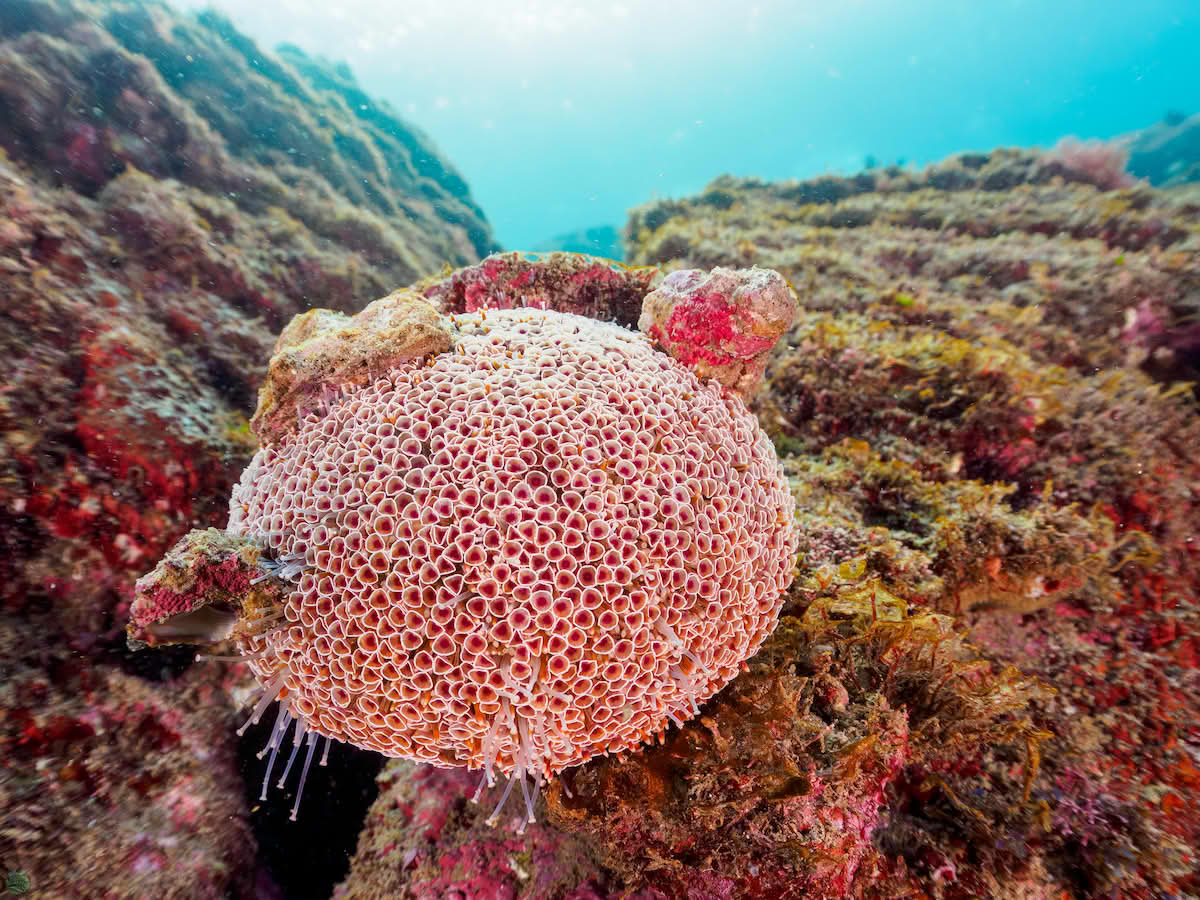 Toxopneustes pileolus, blomsterkråkebolle