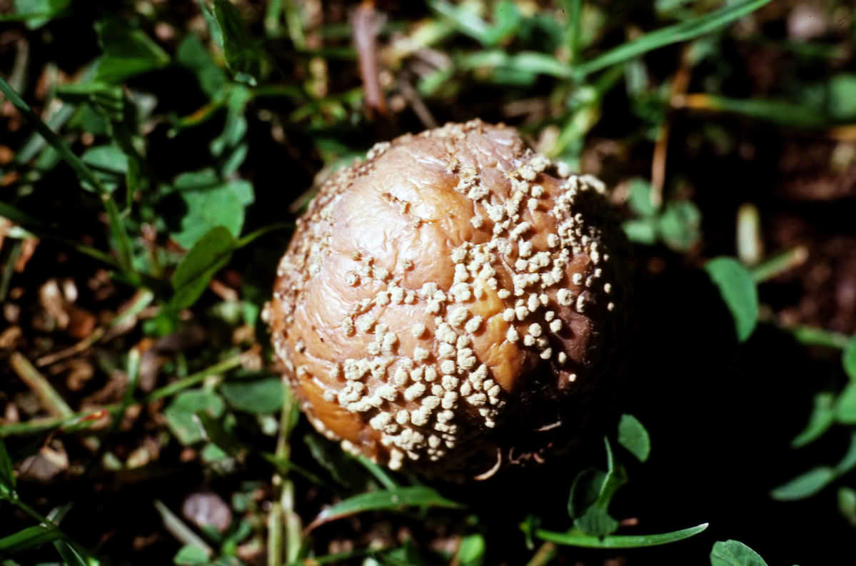 Monilinia