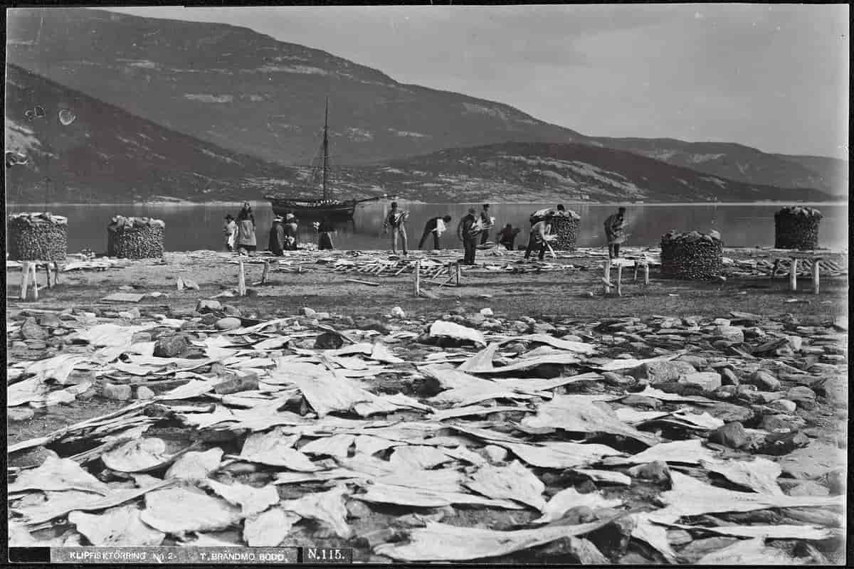 Tørking av klippfisk i Nordland