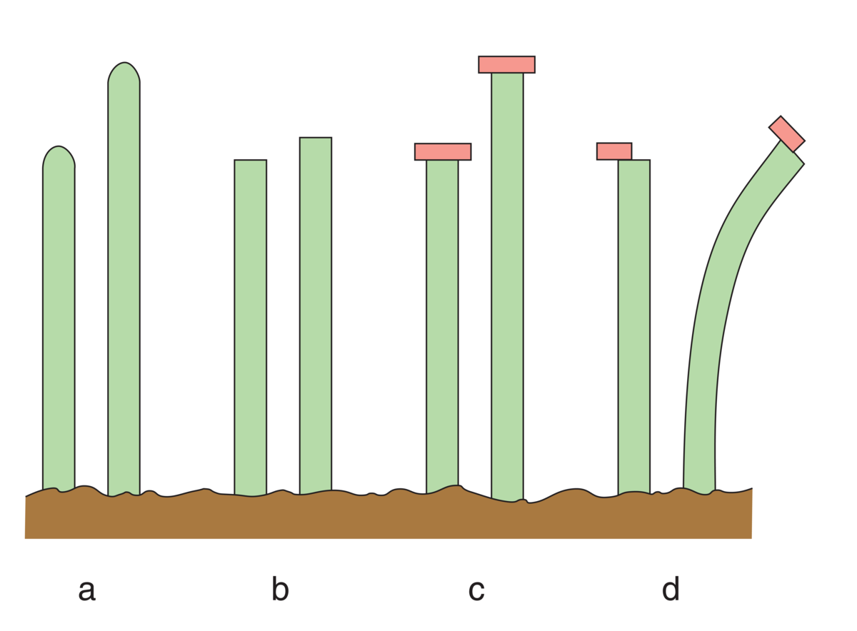 Auxiner