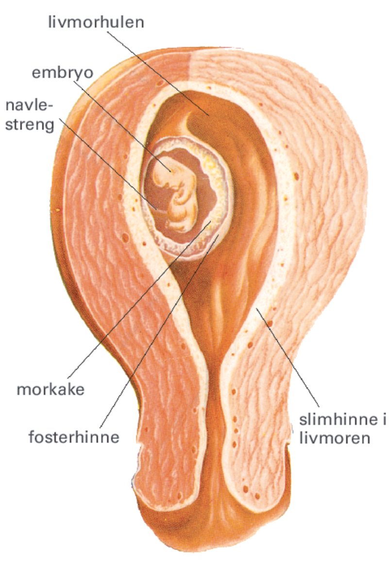Embryo.