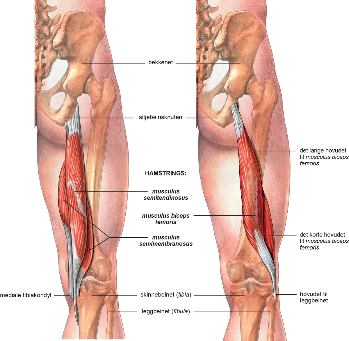 Hamstrings.