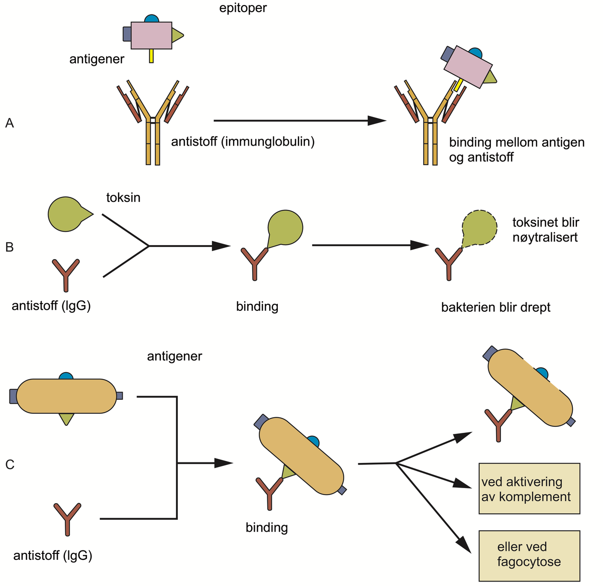 Immunglobulin.