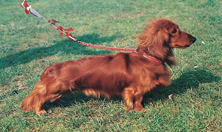 Dachshund