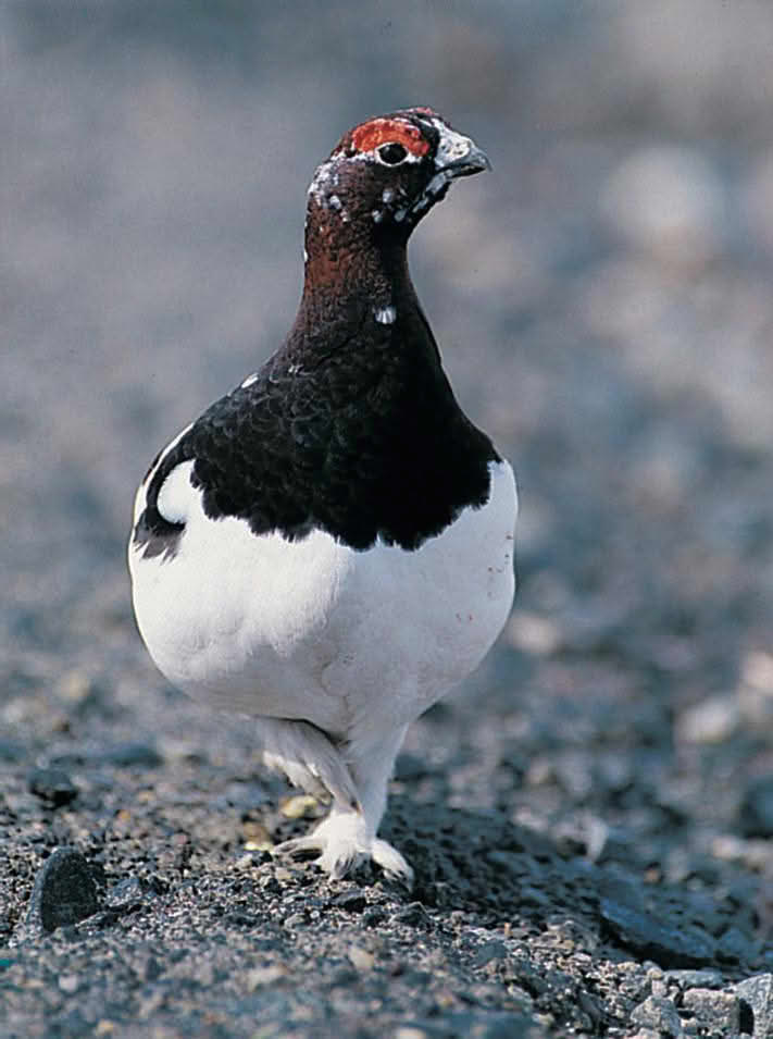 Ryper (foto, lirypestegg)