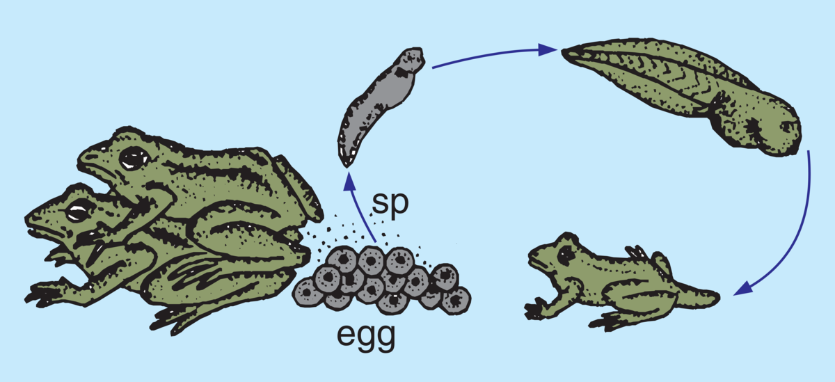 Frosker (tegninger, formering)