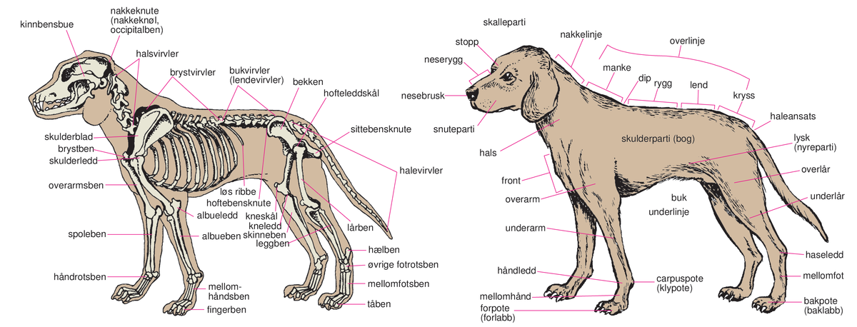 Hund (skisser, skjelett og eksteriør)