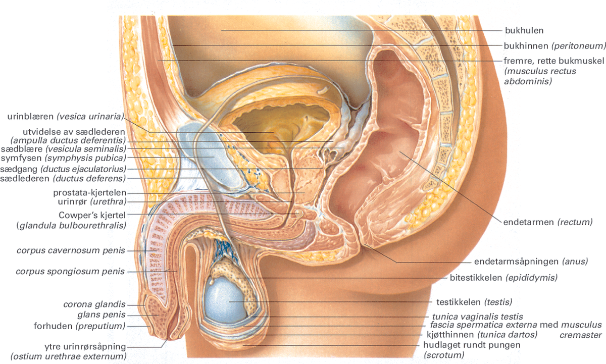 Kjønnsorganer.