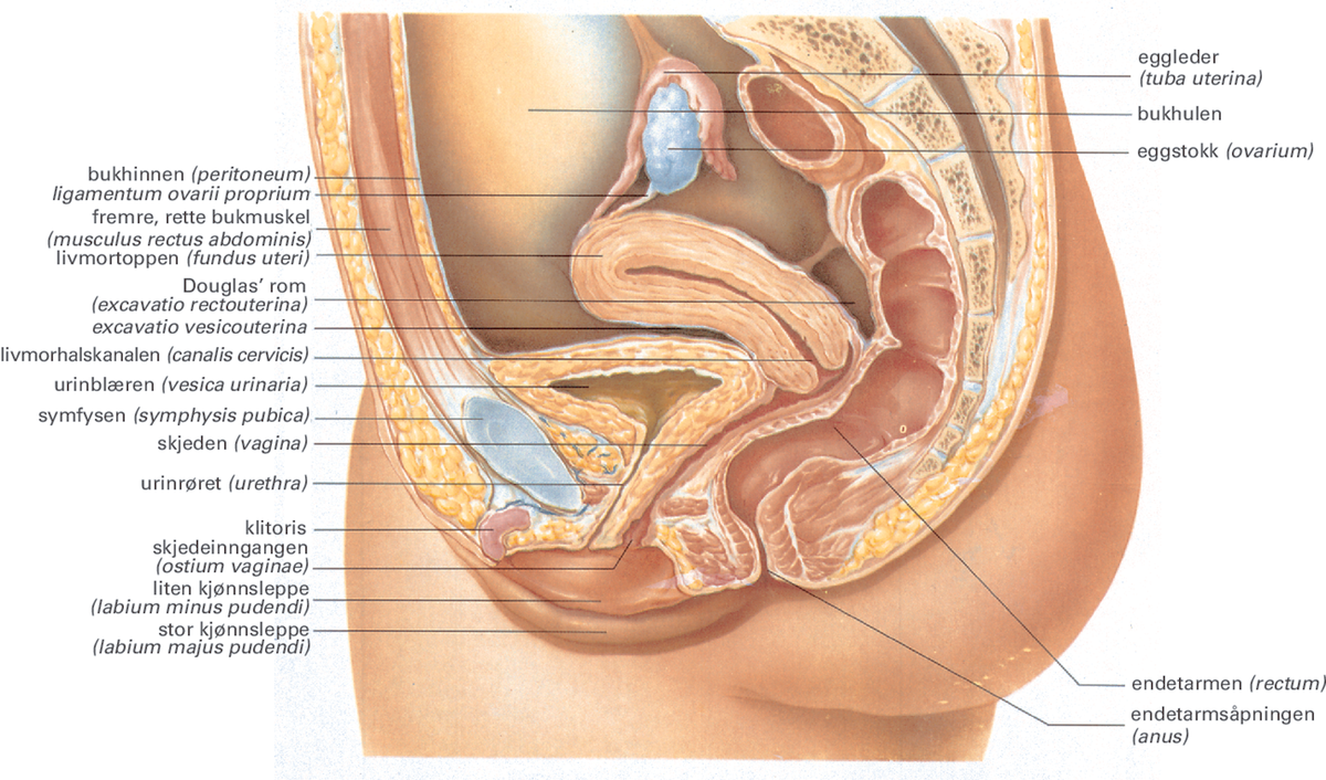Kjønnsorganer.