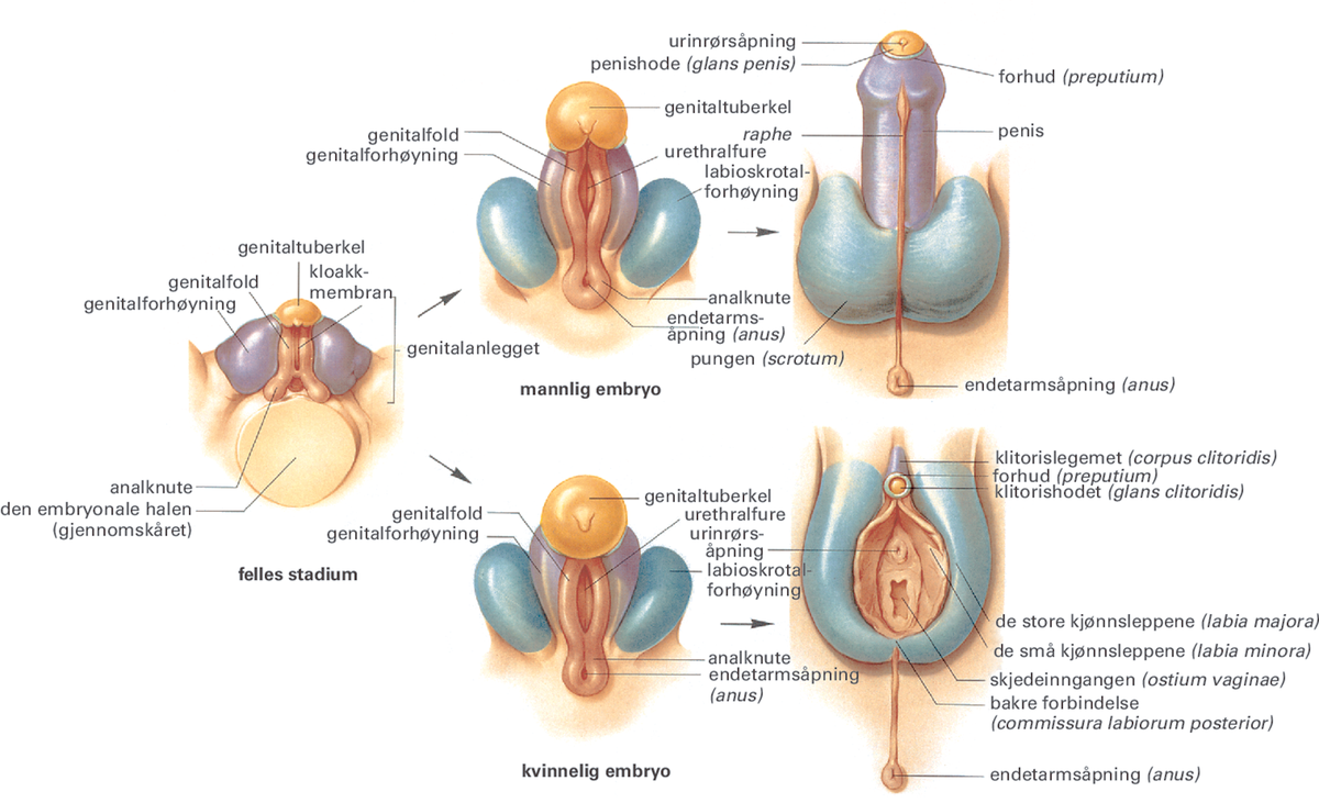 Kjønnsorganer.
