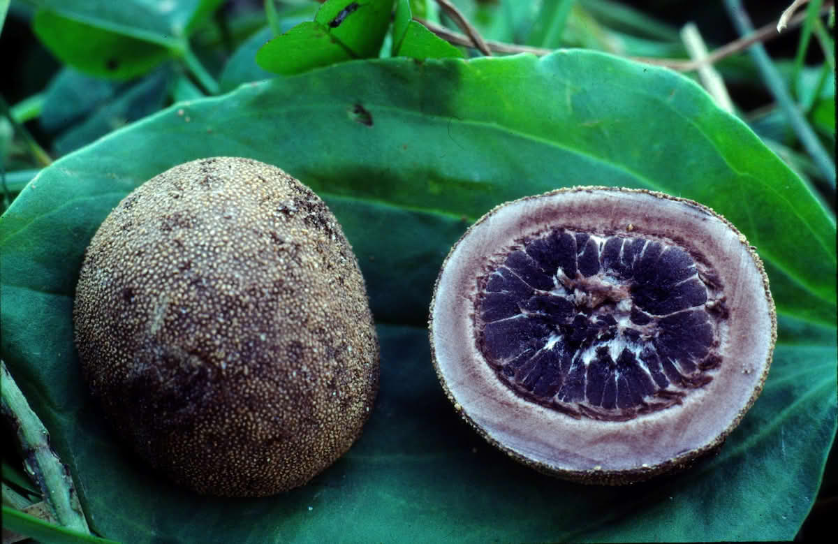 Kleistothecium