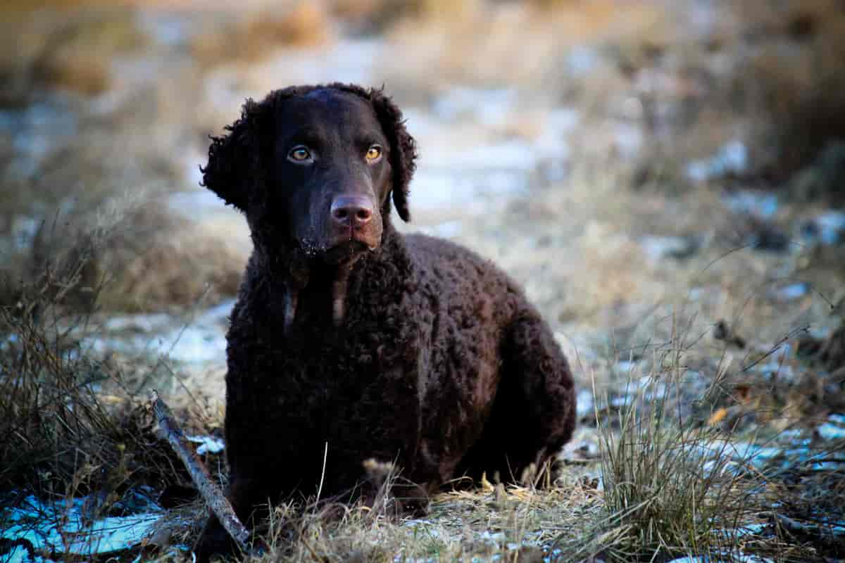 Curly coated retriever