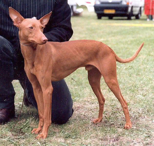 Etnahund