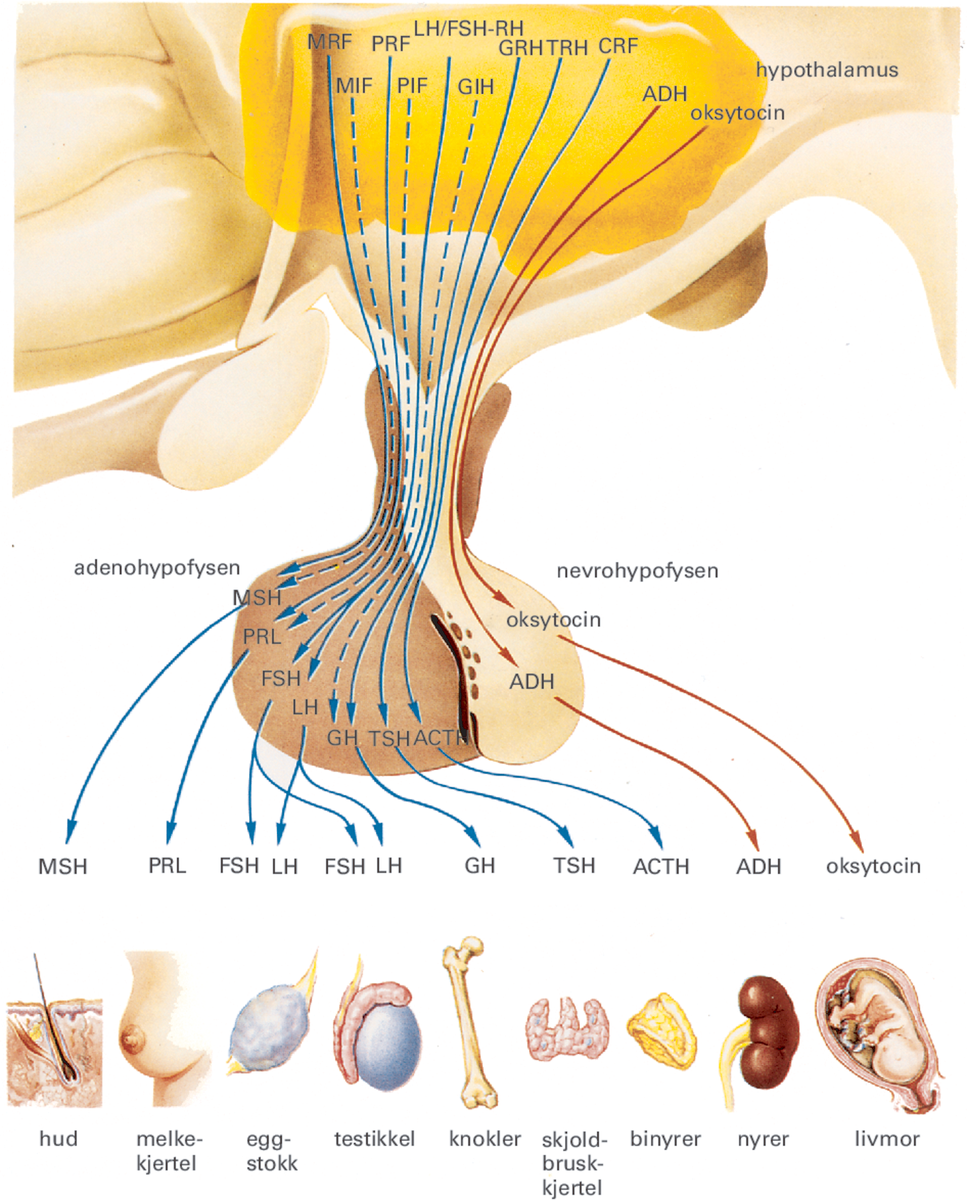 Hypofysen.