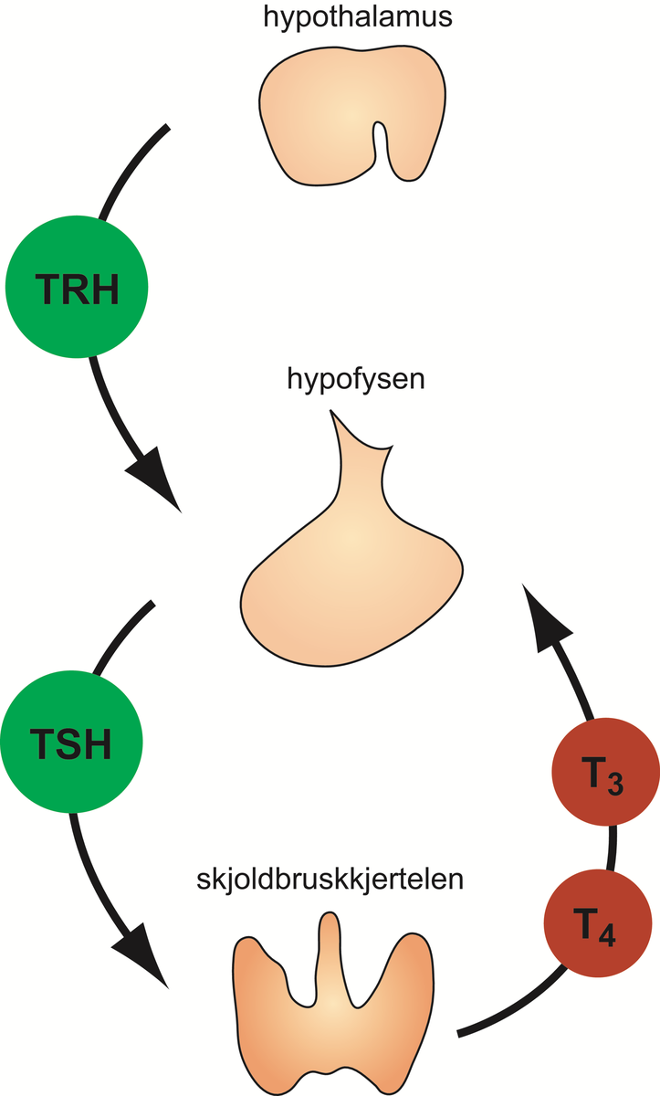 Skjoldbruskkjertelhormoner.