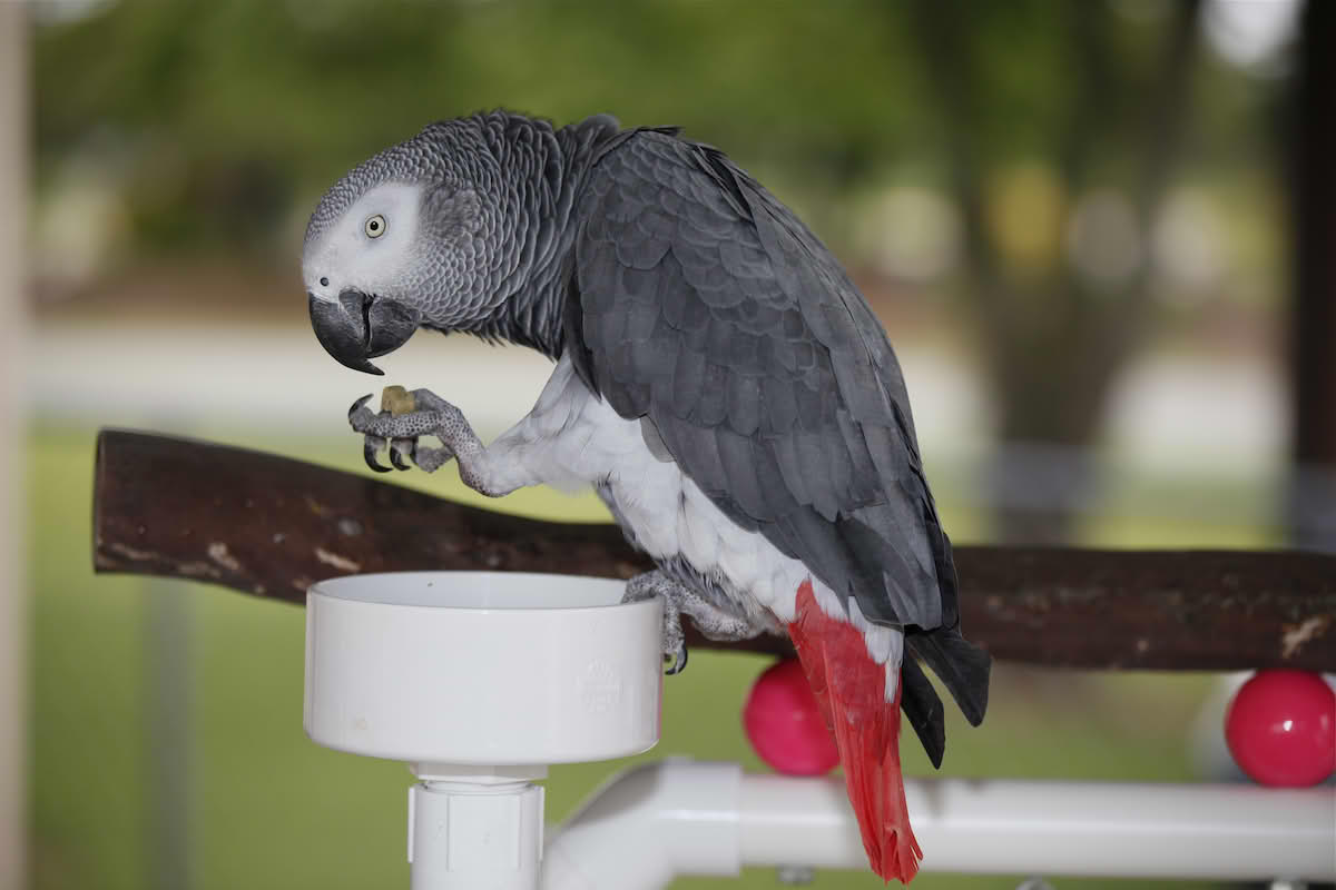 jako