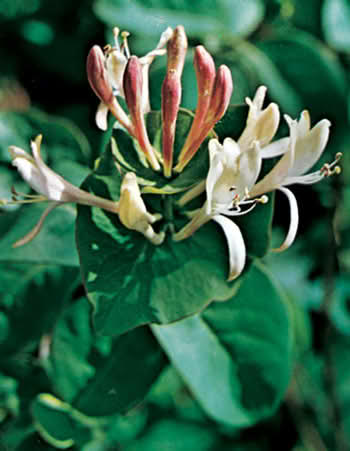 Blomstrende kaprifol