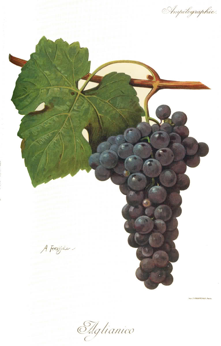 Aglianico