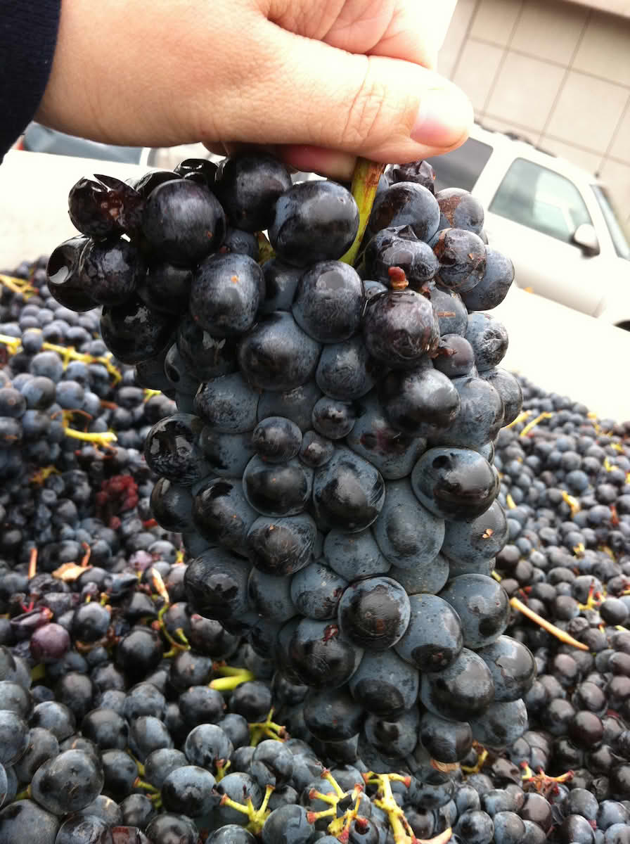 Barberadruer