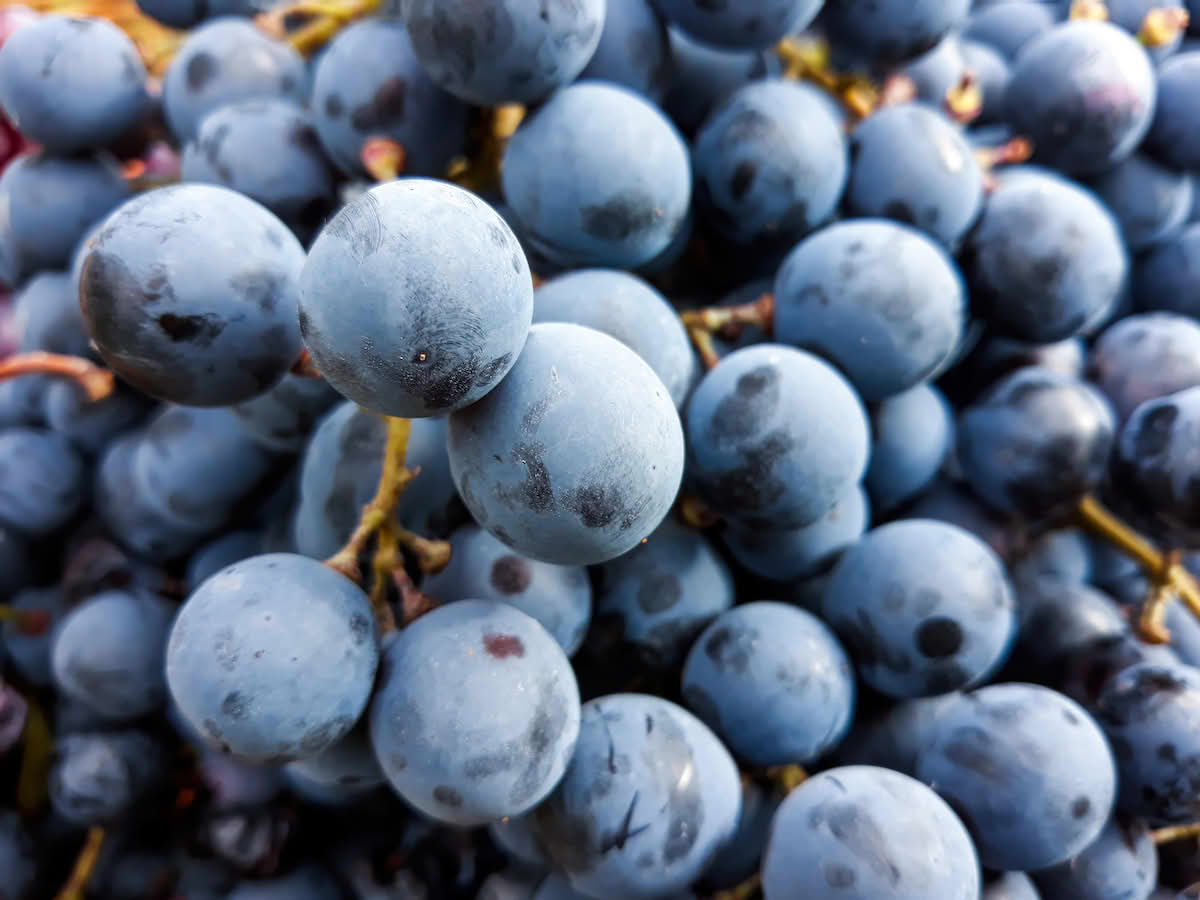 garnacha