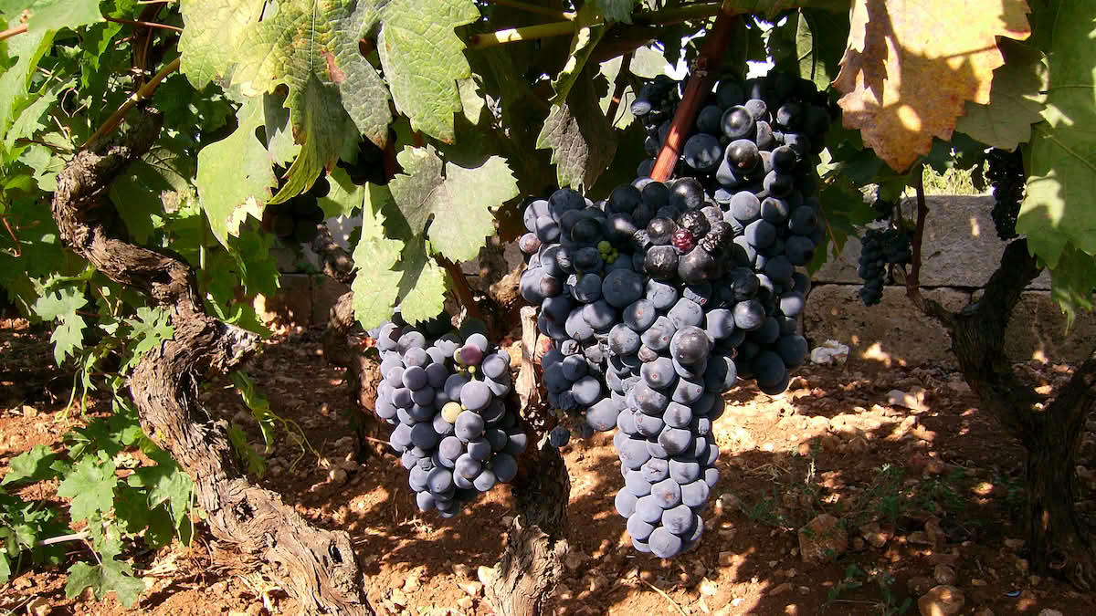 primitivo