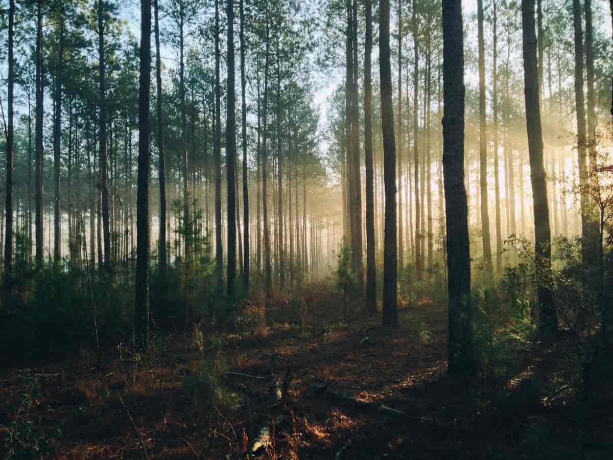 Skogbunn i barskog