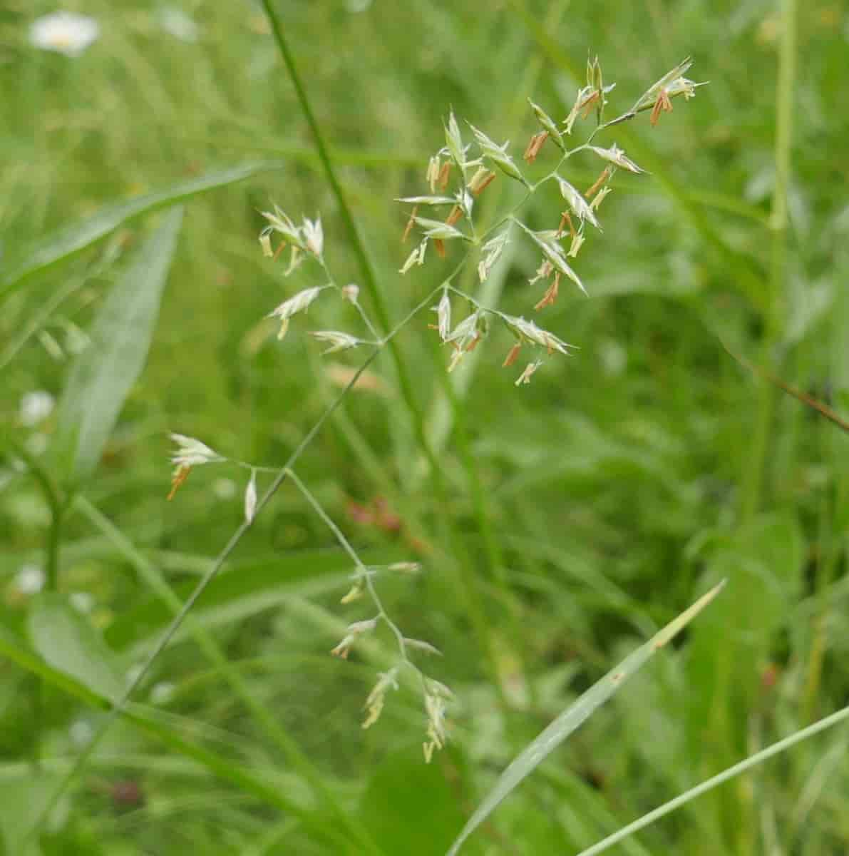 Rødsvingel