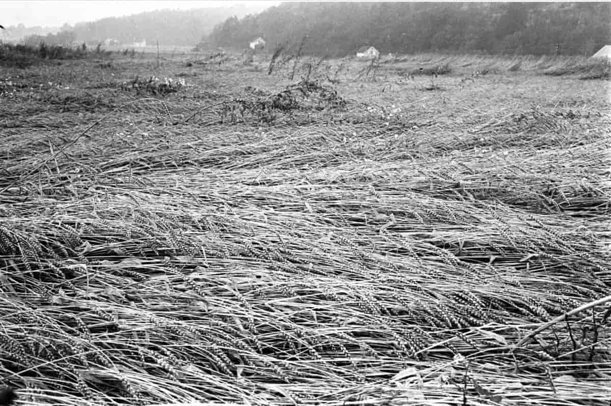 Legde i hveteåkeren, september 1962.