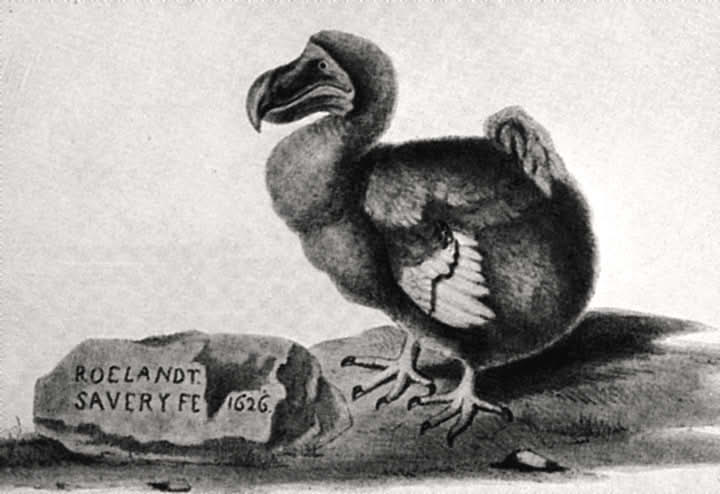 Dronter. Etter et maleri av Roelandt Savery, 1626.