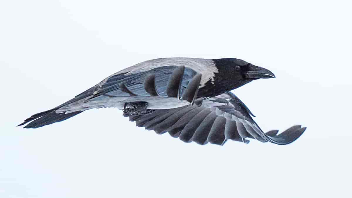 Kråke, Corvus cornix