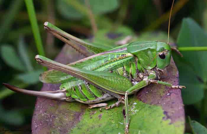 Vortebiter, Decticus verrucivorus