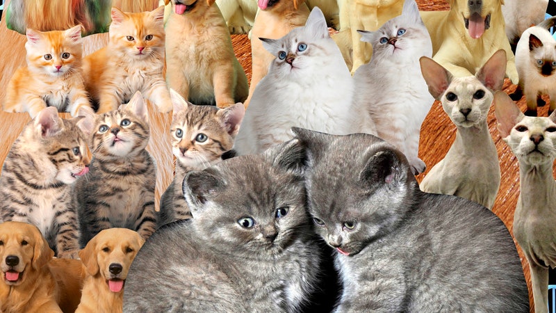 Thousands of People Are Cloning Their Dead Pets. This Is the Woman They Call First