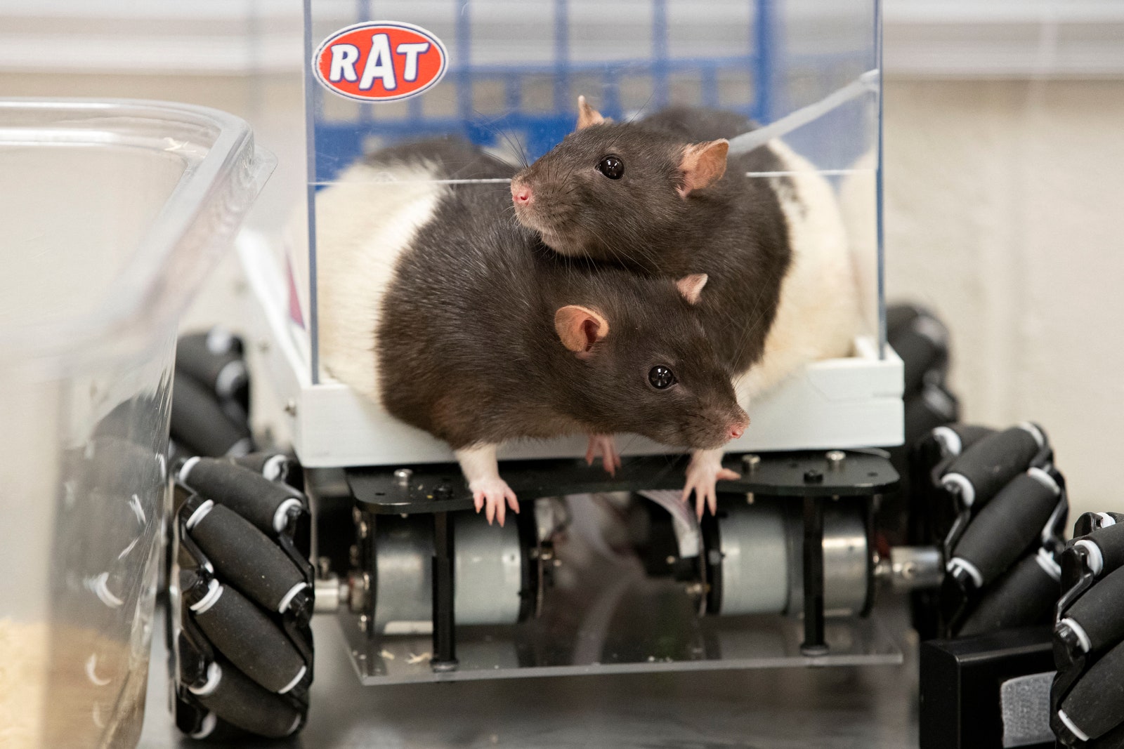 These Rats Learned to Drive&-and They Love It