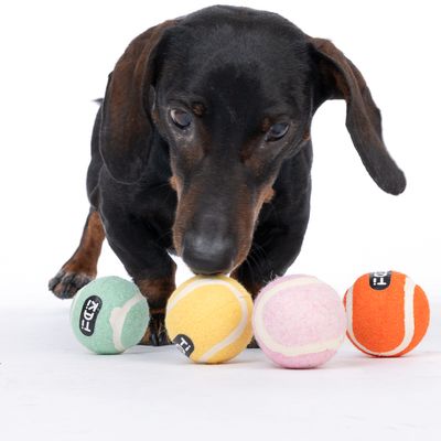 Perro negro con cuatro pelotas de tenis de colores: amarillo, verde, rosa y naranja. Las pelotas muestran logotipos de marca visibles.