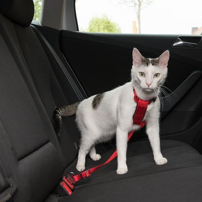 Fehér macska piros biztonsági hámot visel, autóülésen ül. A hám a biztonsági övhöz van rögzítve.