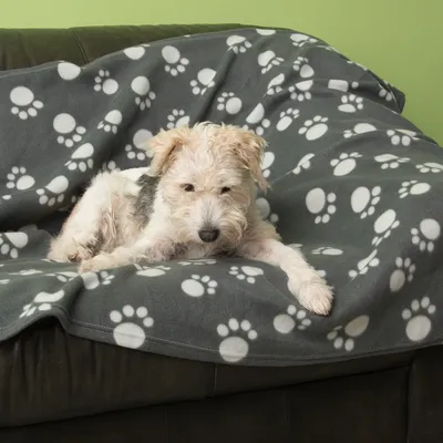 Graue Decke mit weissen Pfotenabdrücken, drapiert über ein Sofa. Graue Decke mit weissen Pfotenabdrücken, drapiert über ein Sofa.