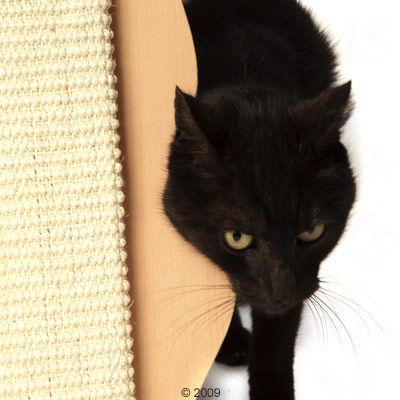 Schwarze Katze neben einem Kratzbrett aus Sisal und Holz. Produkt zeigt Nutzung eines Kratzmöbels.