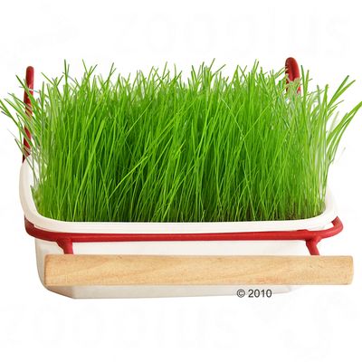 Hierba para gatos verde en cuenco blanco con borde rojo y asa de madera, adecuada para gatos para apoyar la digestión.