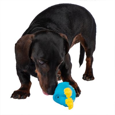 Perro juega con un juguete azul en forma de pez con aletas amarillas.