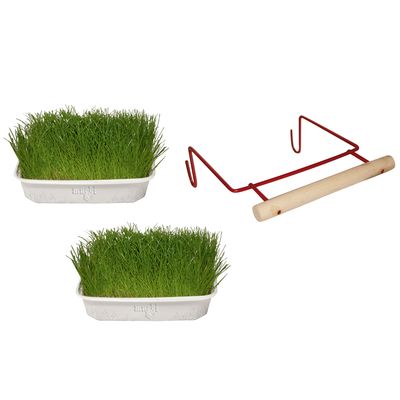 Dos cuencos con hierba para gatos verde y un soporte rojo de metal con mango de madera. Marca: Mucki.