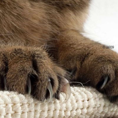 Close-up of cat paws with claws on a sisal scratching material.