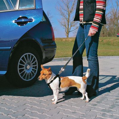 Kutya biztonsági hámot és pórázt visel egy autó mellett, alkalmas sétákhoz vagy autóutakhoz.