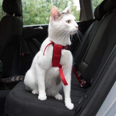 Fehér macska piros biztonsági hámot visel, autóülésen ül. A hám a biztonsági övhöz van rögzítve.